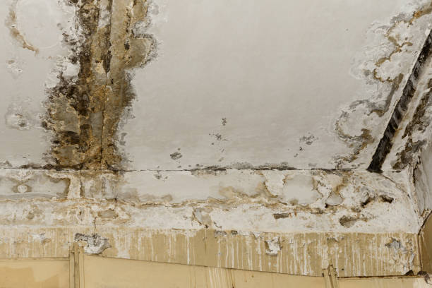 Reliable Senath, MO Mold Inspection, Removal & Remediation Solutions